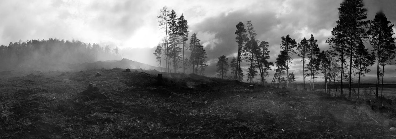 Black and white of forest with coniferous trees and field with felled trees under cloudy sky in daytime